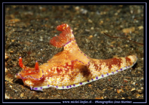 On the sand of Lembeh Strait... :O)... by Michel Lonfat 